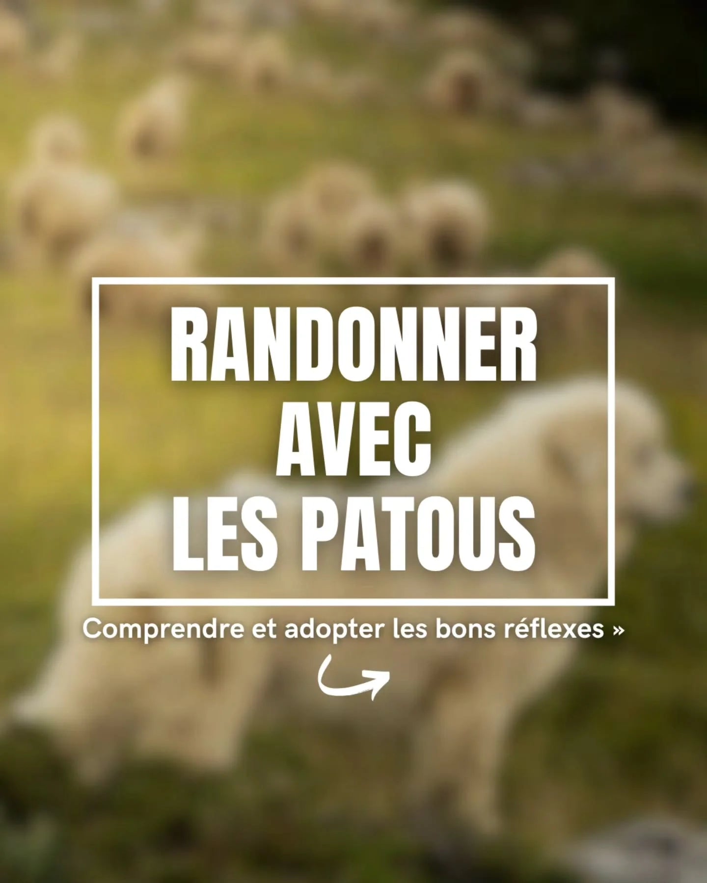 Randonner avec les Patous